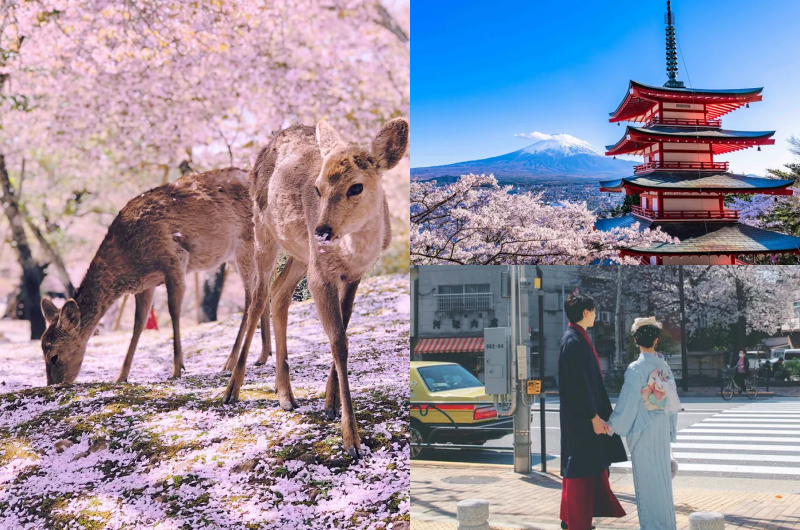 日韓旅遊必衝８大賞櫻景點！奈良小鹿粉色仙境、徜徉首爾櫻花王隧道 