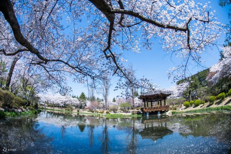 參加慶州櫻花節一日遊，來到「普門旅遊園區」觀賞如雪花般落下的櫻花雪。（圖／klook提供）