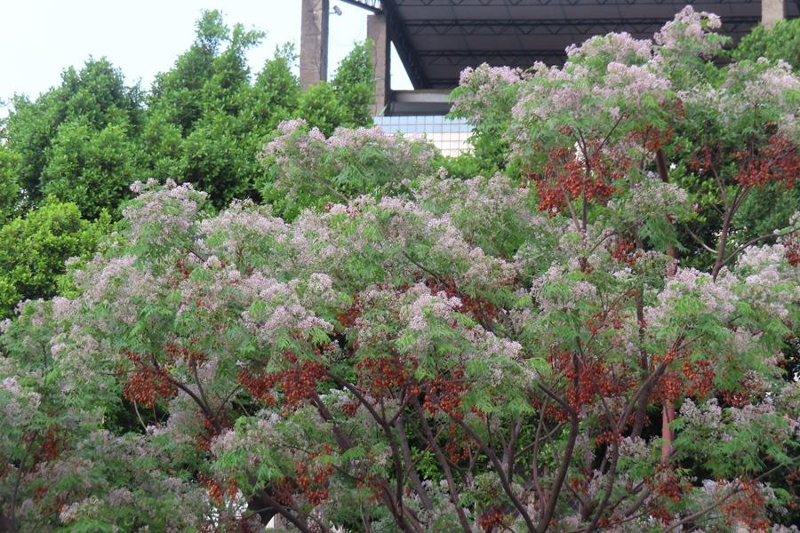 部分可見紫楝花果併發。（圖片提供／北市府工務局公園處）