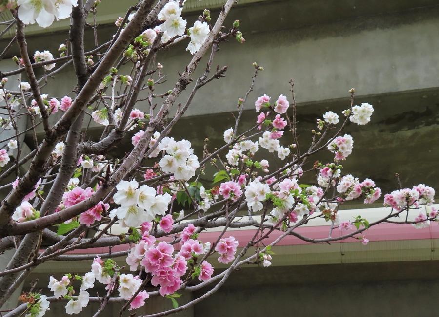 線形公園靠近往陽明大學立農街二段口也有少量墨染櫻。（圖片提供／北市府工務局公園處）