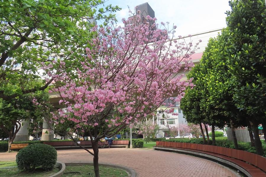 北投線形公園近東陽街口的粉色富士櫻，預計連假起盛開。（圖片提供／北市府工務局公園處，資料照片）