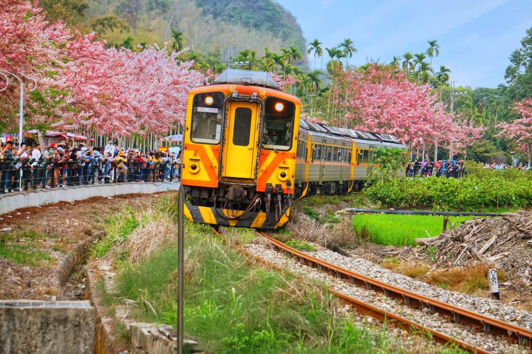 沿著集集線鐵路旁的花旗木盛開，吸引民眾來追車賞花。（圖／攝影師徐世超提供）