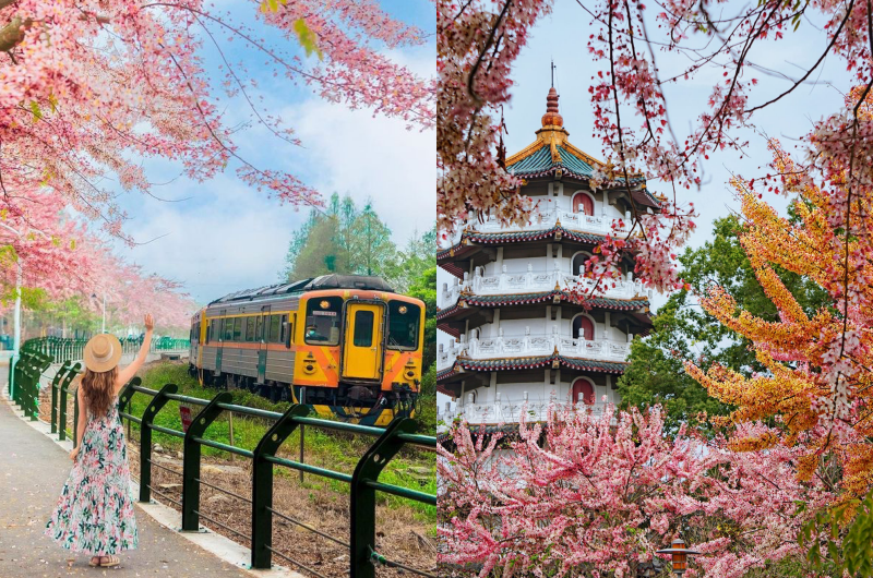 不只有花旗木同框火車！「彰化版天元宮」黃粉雙色美景超吸睛