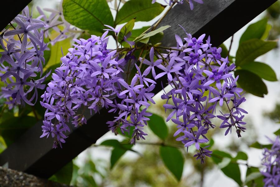 有著夢幻紫色花絮的錫葉藤。（圖片提供／北市工務局）