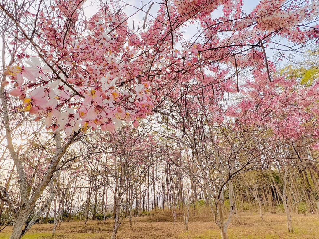 今年首度開放遊客參觀，從新威森林公園走進天台山維多莉亞園區賞花旗木。（圖／茂林國家風景區提供）