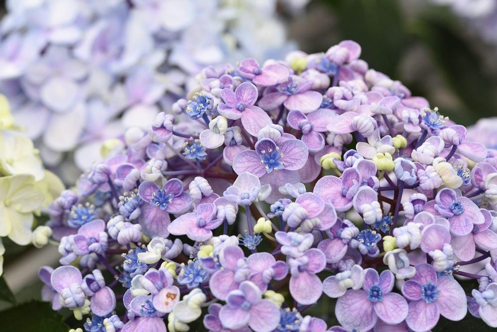 母親節賞紫陽花最應景！士林官邸首辦「繡球花卉展」60個夢幻品種亮相