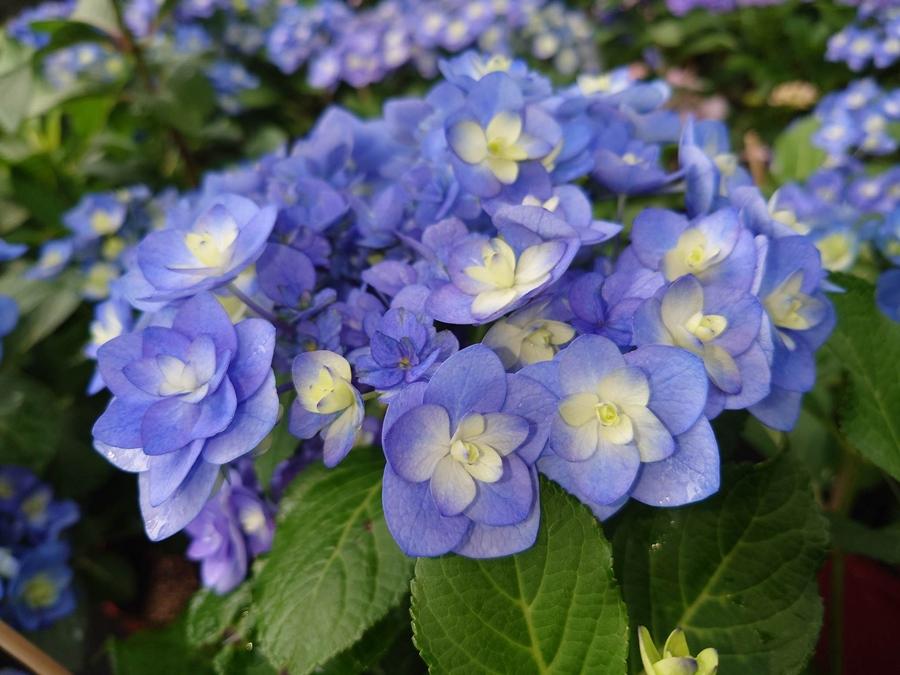 重瓣漸層色的「筑紫之風」繡球花。（圖片提供／北市工務局）