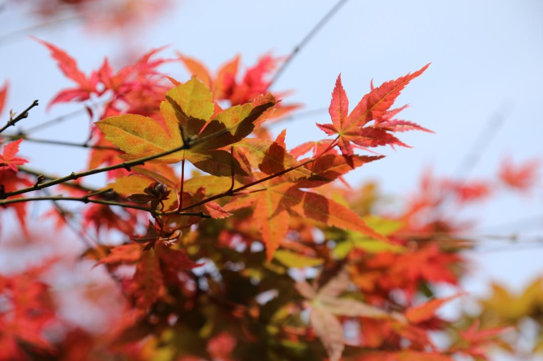 園區栽種上百棵從日本引進的紅楓，發芽期呈現深紅色的豔麗色澤，每年4～5月是最佳觀賞期。（記者鄭世樺攝）