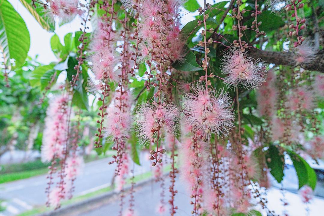 穗花棋盤腳絢麗綻放，八里龍米公園欣賞夏日煙花。（圖／新北市政府高灘處提供）