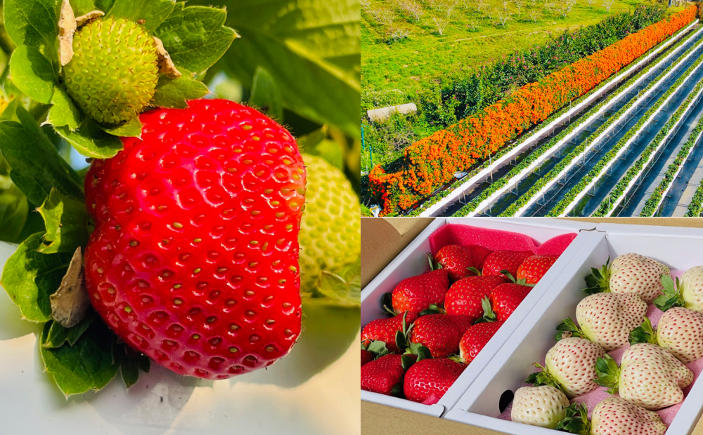 「大湖草莓季」首波盛產期登場！最大白草莓園區、黑鑽新品種香甜爆發