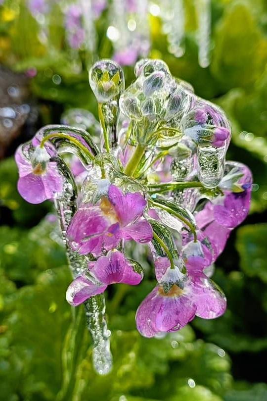 花朵冰凍特寫。（圖／翻攝自武陵農場FB粉絲專頁）