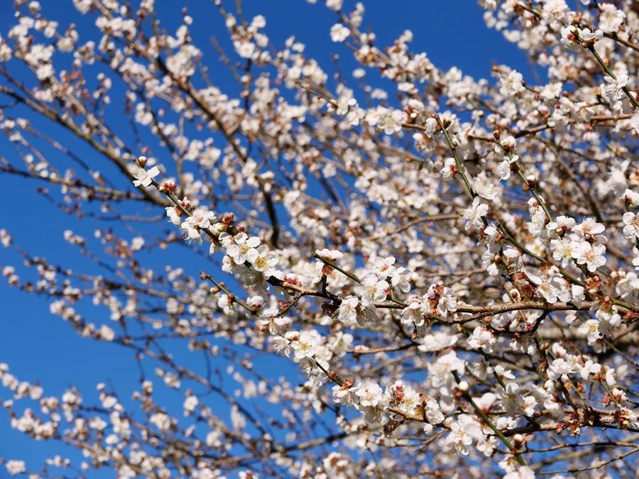 武陵農場目前正值梅花滿開。（圖／翻攝自武陵農場FB粉絲專頁）