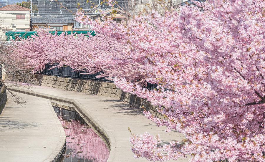 日本京都最早盛開的櫻花景點！淀水路粉嫩河津櫻綿延長達1.3公里