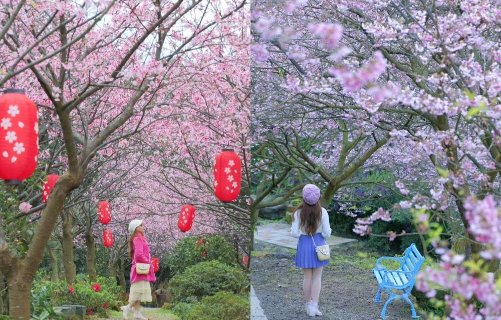 北台灣３大櫻花景點盛開！日式燈籠步道、800棵三色寒櫻染成粉紅仙境