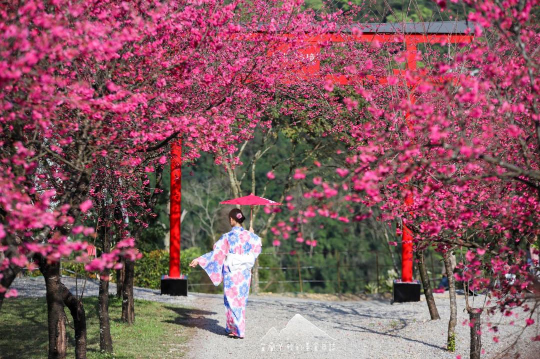 宜蘭賞櫻秘境今年首度開放！穿日式浴衣漫步鳥居、櫻花樹下露營