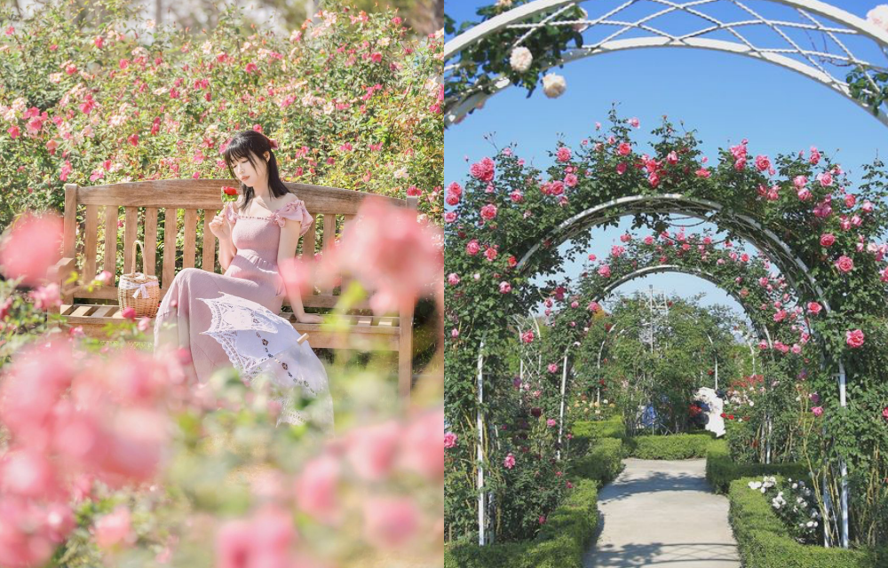 號稱全台最大玫瑰花園免費拍！台南新景點打造歐風小屋、絕美花海隧道