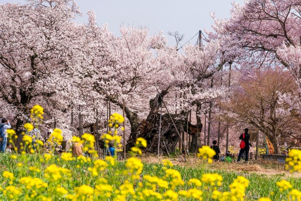 日本最古老2000歲櫻花樹盛開美景！順遊採藍莓、老校舍體驗日式營養午餐