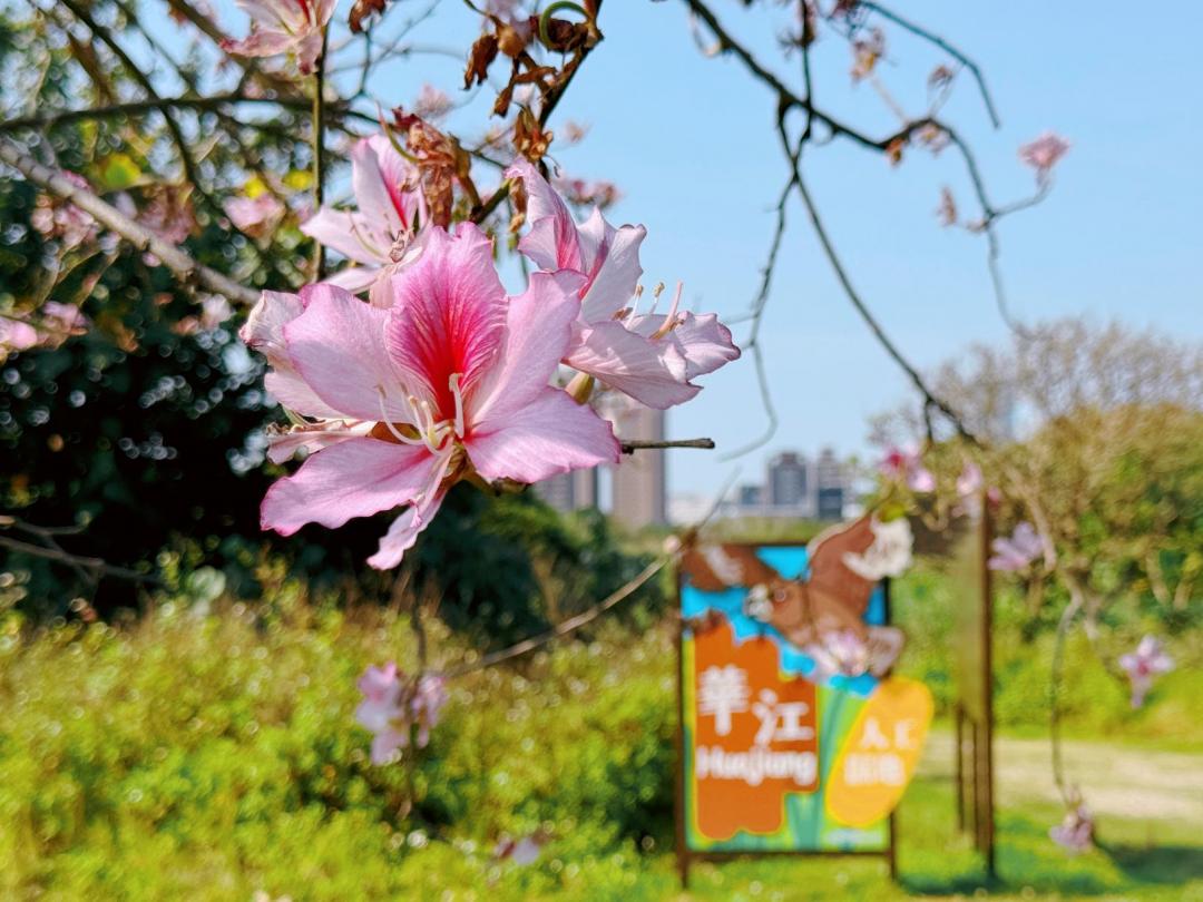 羊蹄甲花朵隨著春風搖曳綻放於河濱公園。（圖／新北市政府高灘地工程管理處提供）