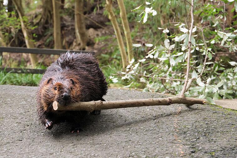長頸鹿陪吃早餐、河狸散步趣！近距離接觸可愛動物療癒景點在日本興起