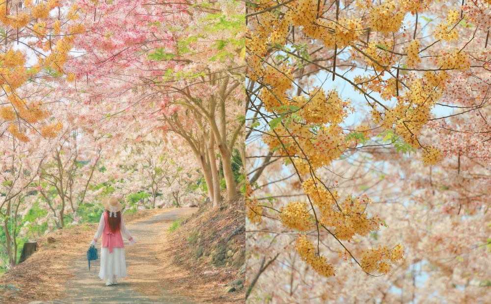 粉紅金黃花旗木步道盛放！台南最新賞花秘境背後藏感人故事