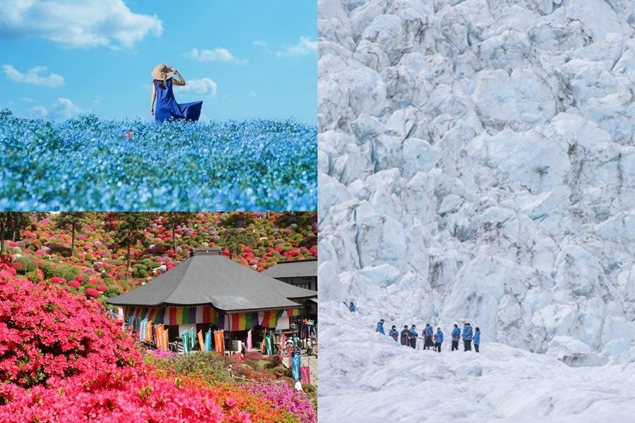 想出國？日本３大花海賞東京新百景、紐西蘭５大寶藏級景點玩到秋冬