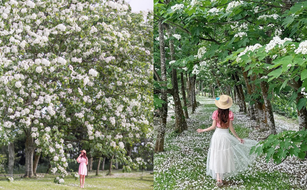 攝影師譽為最美油桐花景點！桃園秘境３千棵桐花形成超巨雪白花牆