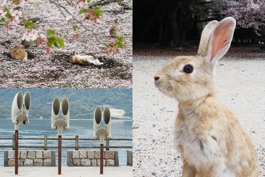 日本最萌兔子島攻略！廣島大久野島700多隻兔兔、兔耳打卡點一秒融化