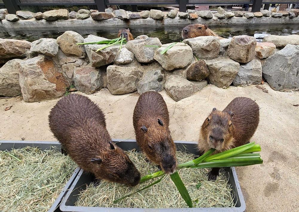 Xpark由飼育人員跟大家分享今年3月誕生的小水豚及Lili & Coco的育兒生活點滴。（圖／Xpark提供）