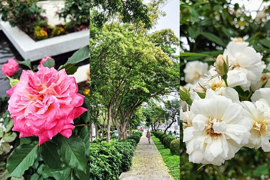 台北玫瑰園迎初夏最美花季！滿園繽紛花海吸畫家駐點創作