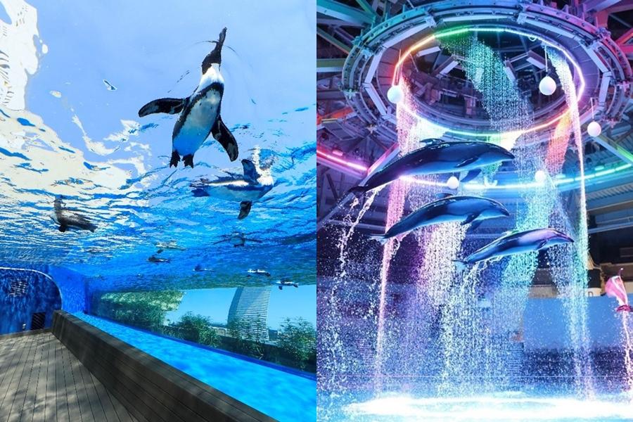 暑假必衝東京３大水族館！日本最大開放式企鵝區、聲光水舞海豚秀現在最夯