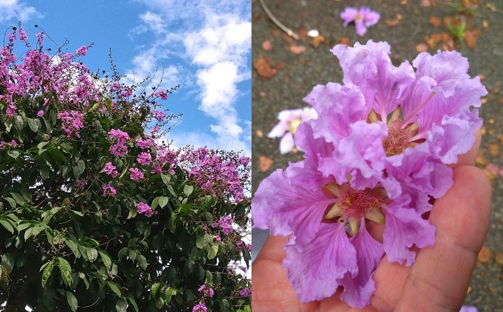 紫色風潮來襲！台北內湖1500株大花紫薇爆開、６月中旬正美