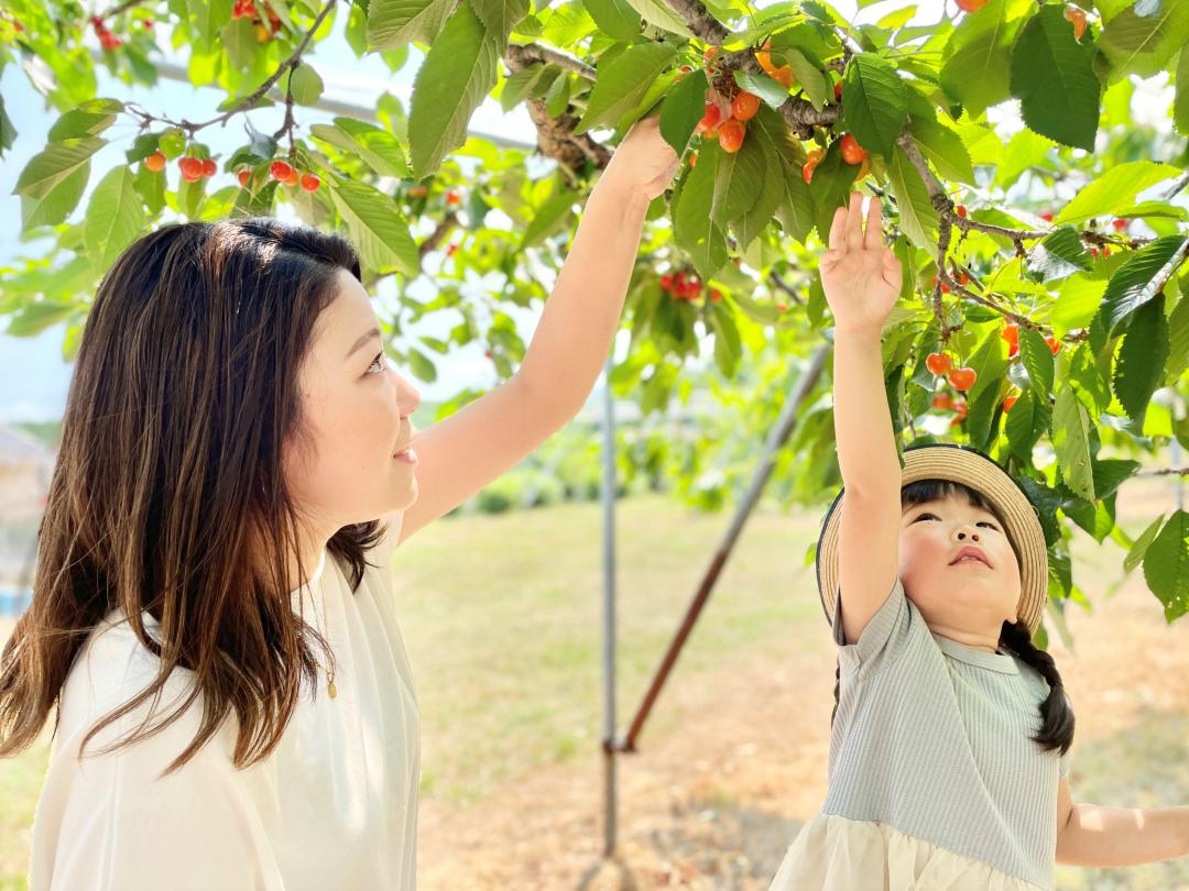 深川巿夏季7月摘櫻桃享入園吃到飽。（圖／深川巿觀光協會提供）