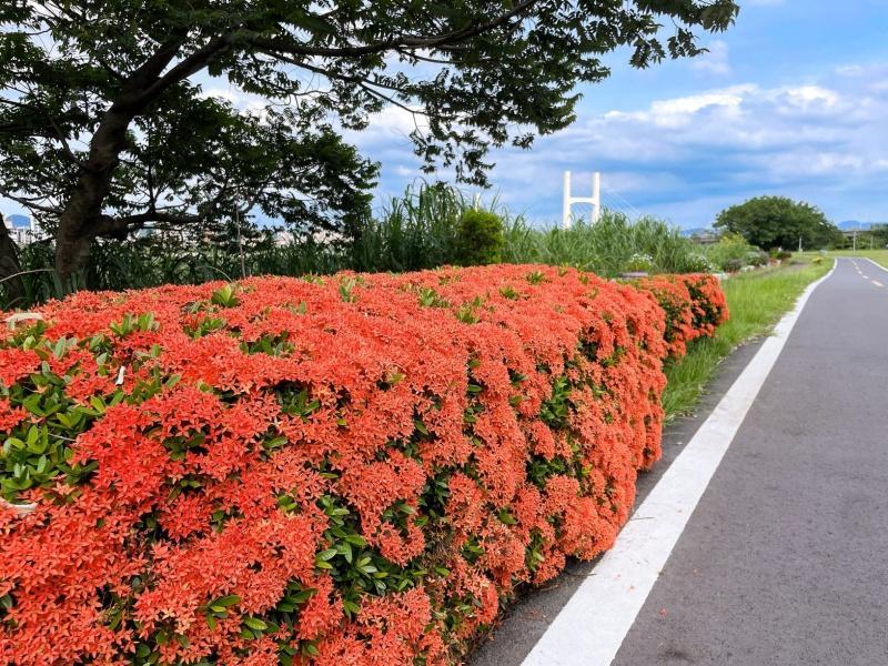 一簇簇的仙丹花，嬌艷花朵與重陽大橋相映成趣。（圖／新北市政府高灘地工程管理處提供）