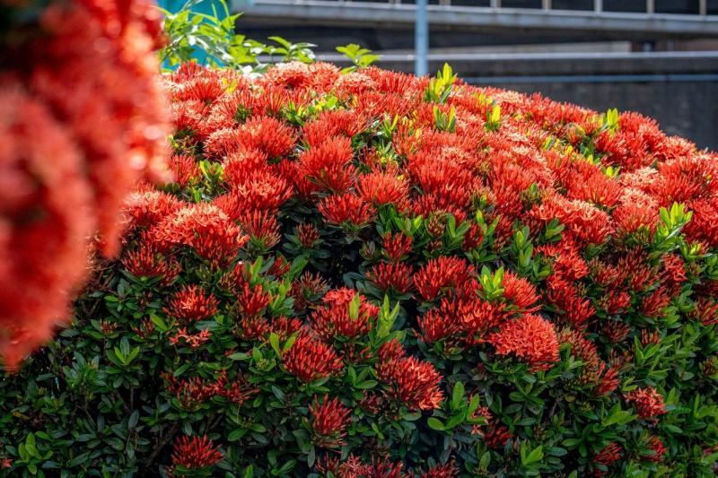 火紅仙丹花盛開，.就像是一顆顆華麗的繡球堆疊具有層次。（圖／新北市政府高灘地工程管理處提供）