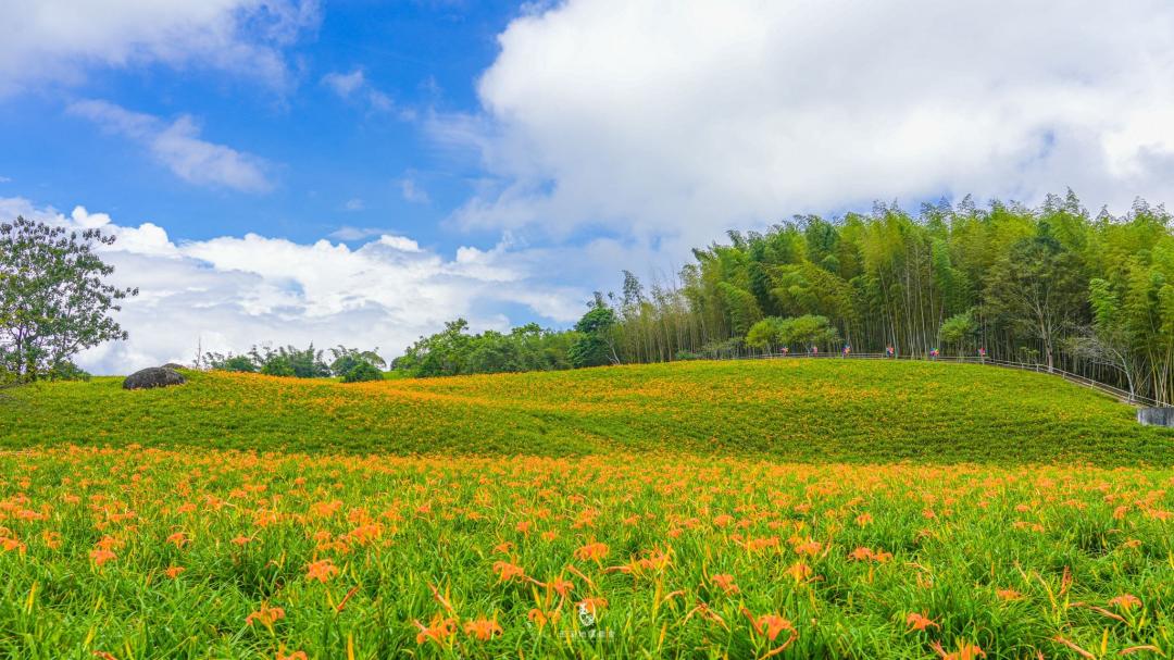 花蓮縣赤科山及六十石山的金針花海，是全台獨一無二的高山金針景觀。（圖／花蓮縣政府提供）