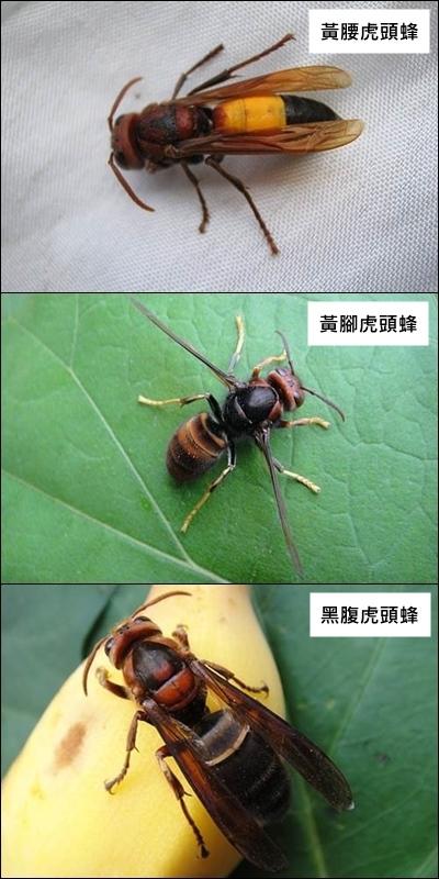 居家或戶外常見的虎頭蜂種。（圖／台北市動物保護處提供）