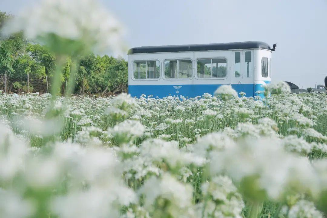 彰化上千坪九月雪綻放！台糖古董級135巡道車駛進韭菜花田成新亮點