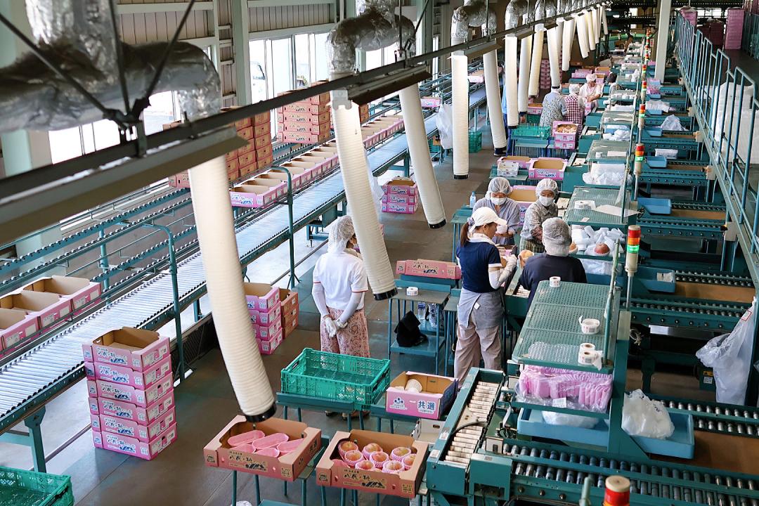 日本山梨縣笛吹市的JA全農選果場，在地果園種植的水果都會送到這裡來進行分級。