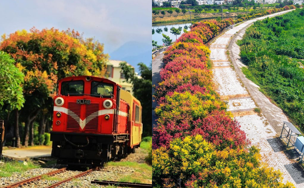 嘉義橘紅欒樹花海綿延一公里！同框復古火車成熱門拍照點