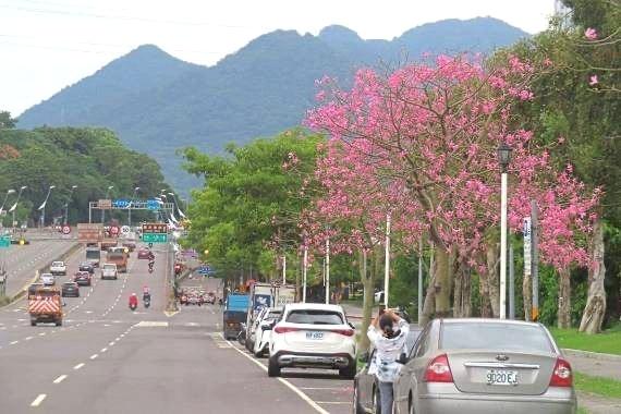 大度路三段往淡水方向美人樹吸引民眾駐足拍照。（圖／台北市政府工務局公園路燈工程管理處提供）