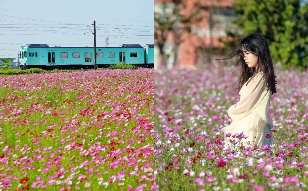 粉嫩波斯菊花海同框火車、飛機！３大絕美秘境賞花點快來打卡