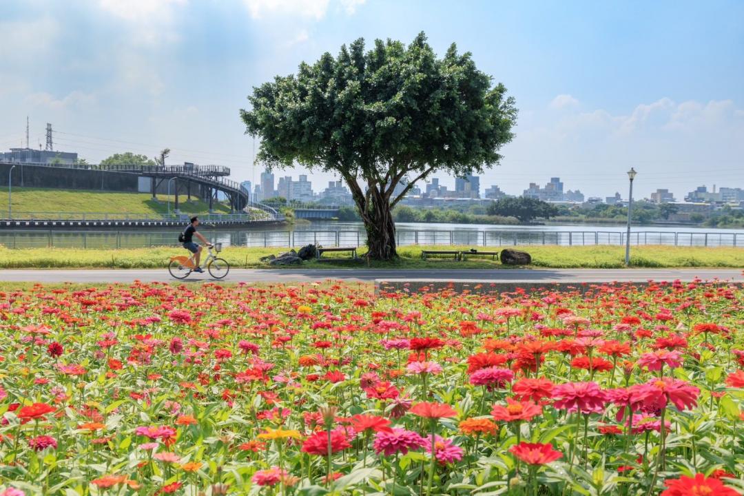 到「河雙21河濱公園」感受置身於花田裡的幸福浪漫。（圖／台北市政府工務局水利工程處提供）