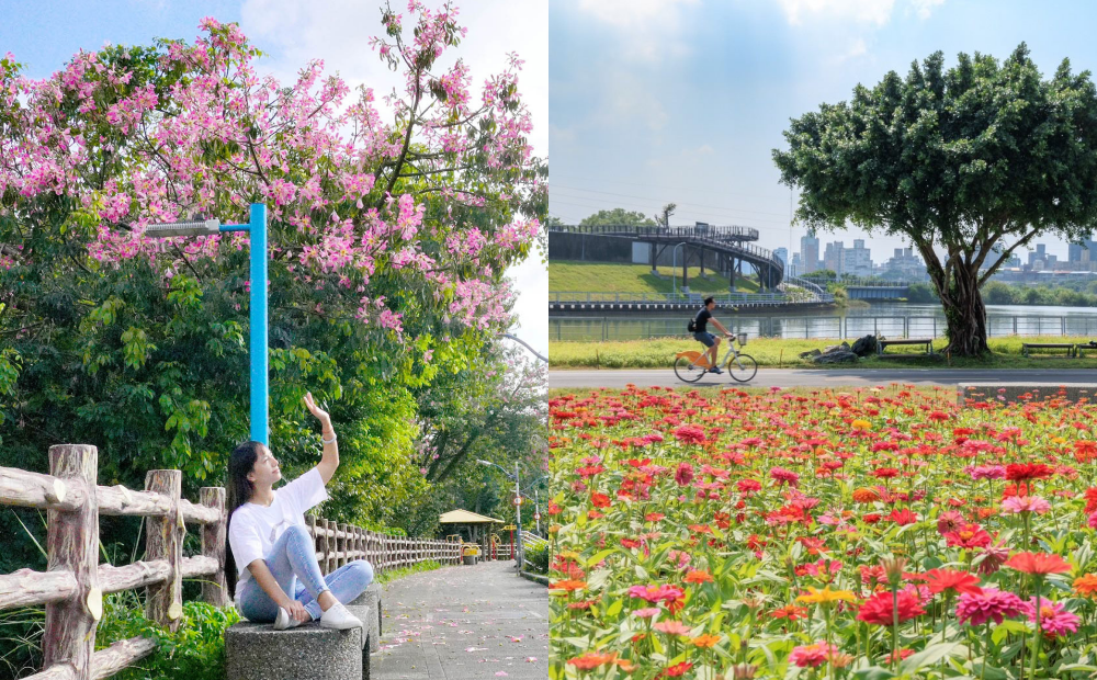 秋季賞花趣！三峽美人樹媲美粉嫩櫻花、萬株百日草開滿北市河濱公園