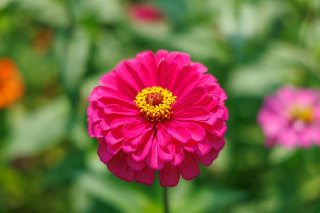 河濱公園栽種的百日草是重瓣品種，花色鮮豔。（圖／台北市政府工務局水利工程處提供）