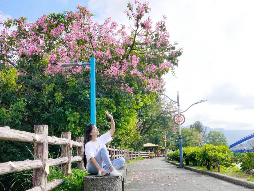 三峽美人樹正開花，在樹下仰望天空，觀賞美豔迷人的繁茂秋景。（圖／新北市政府水利局提供）