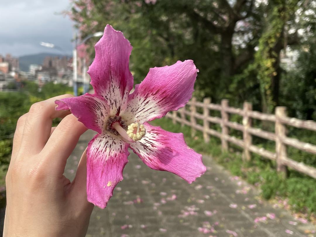 美人樹花瓣呈現淡粉紅至洋紅色，裂片五瓣，近花蕊處呈現淡淡牛奶白的色澤。（圖／新北市政府水利局提供）