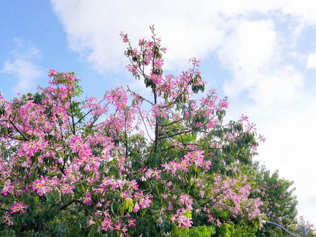 美人樹花瓣紅遍半邊天，相當壯觀，花期約持續至11月。（圖／新北市政府水利局提供）