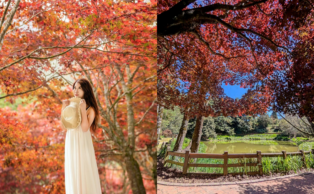 全台最早楓紅超浪漫！杉林溪楓葉＋銀杏變色、福壽山最佳賞楓時間出爐