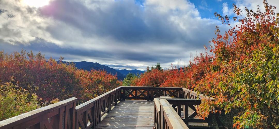 小笠原山觀景台可欣賞紅榨槭美景。（圖／翻攝自阿里山國家森林遊樂區FB）