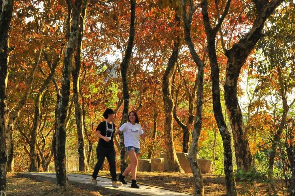 南台灣最美賞楓地的關子嶺紅葉公園。（圖／翻攝自台南旅遊網）